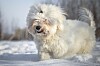 Coton de Tulear är härliga och lekfulla familjehundar.