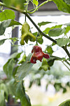 Den som odlar bärpepparn 'Jamaican Bell' får vänta ganska länge på skörd. Men det är de tomteröda, klockformade frukterna med en ton av rabarber väl värda! Plantan blir spretig och storvuxen.