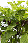 Kärt barn har många namn, så även 'Habanero Chocolate', som även kallas bland annat 'Brown Habanero', 'Dark Habanero', 'Congo Black' och 'Jamaican Hot Chocolate'. Oavsett vilket kommer den med rejäl hetta – runt 500 000 scovillegrader.