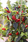 'Trinidad Purple Coffee' ger nätta plantor med massor av frukter, som går från lila till rött allt eftersom de mognar. Hettan är medelstark, uppskattningsvis runt 100 000 scovillegrader.