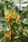 'Orange Wonder' blir en nätt och buskig planta med uppåtsträvande frukter, som får plats i söderfönstret. Skörden brukar trots det bli hög.