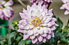 Dahlia är hett i vår.