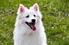 American eskimo dog - förra året fanns en enda registrerad i Sverige.