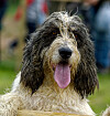 Otterhound, det finns åtta sådana här rufsiga charmtroll i Sverige.