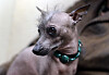 Mexikos nationalhund xoloitzcuintl finns i tre storlekar och alla inräknat finns det 61 hundar i Sverige.