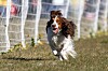Engelsk springer spaniel förra året fanns 9184 registrerade i Sverige - en rejäl ökning som gjorde att den klättrade sju placeringar på 10-i-topp-listan över hundraser.