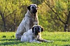 Den turkiska hundrasen Kangal anses ha det starkaste bettet av alla hundraser. I Danmark är den förbjuden.