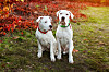 Den vita hundrasen dogo argentino har ursprungligen använts till storviltsjakt och är förbjuden i både Danmark och Norge.