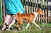 Basenji kan helt enkelt inte skälla, men de gör ljud ändå