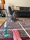 Katten Flora är ansvarig för att ha hårat ner mattan.
