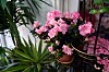 Azalea.