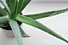 Aloe Vera.