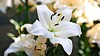 Lilja av släktet Lilium.