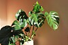 Monstera.