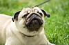 Hund, av rasen mops, som tar sats för att släppa ut en nysning ute i naturen.