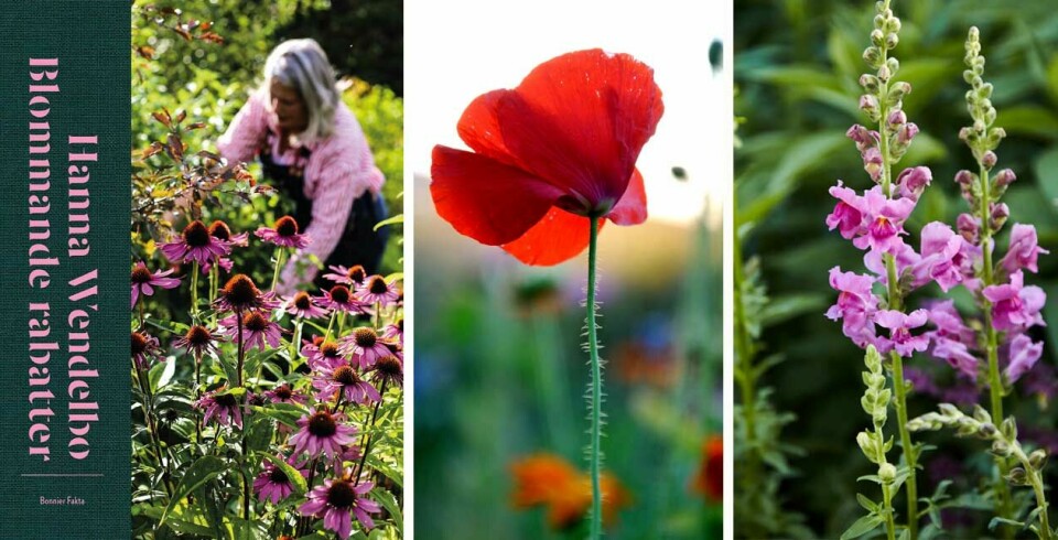 Hanna Wendelbo har gett ut flera böcker om blomsterodling, den senaste kom ut ifjo och heter 'Blommande rabatter'. l Hanna Wendelbo har gett ut flera böcker om blomsterodling, den senaste kom ut ifjo och heter 'Blommande rabatter'. l