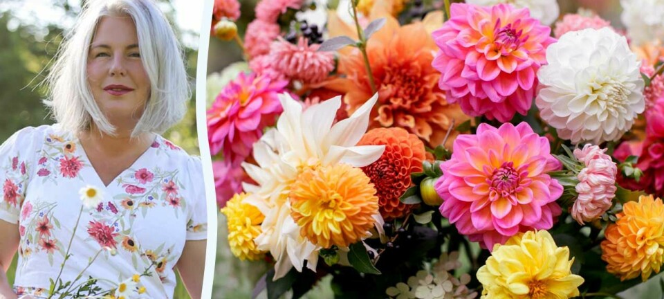 Odla dahlia som snittblomma – expertens bästa tips