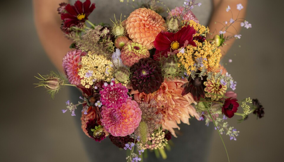 Bara kreativiteten sätter gränser. Kombinera gärna din dahliabukett med andra sorters blommor. Bara kreativiteten sätter gränser. Kombinera gärna din dahliabukett med andra sorters blommor.