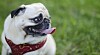 Trubbnosiga raser som fransk- och engelsk bulldog, mops och liknande har oftast störst problem med hälsan – ofta relaterat till andning och hud.