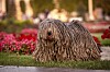Vill du ha en hund som väcker uppmärksamhet? Då kan en puli kan vara ett bra val, som hör också till de friskare raserna