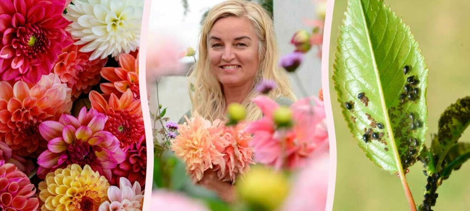 Expertens superknep: Så får du bort löss på din dahlia