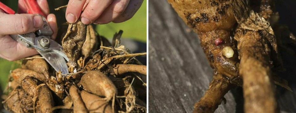 Så väcker och förodlar du dahlia – steg för steg