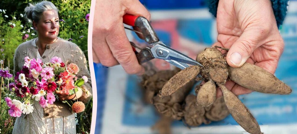 Så väcker och förodlar du dahlia – steg för steg