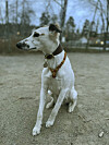 Vinthunden har fått ett bärnstenshalsband mot fästingar – inget som är vetenskapligt bevisat, men husse tycker att det hjälper.