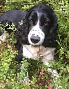 Tintin var en engelsk springer spaniel som älskade skogen och gärna låg i blåbärsriset och käkade blåbär.