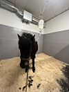 Häst med coronasmitta, som den här islandshästen, måste stå i isoleringsbox och få dropp – det kostar flera tusen kronor per dygn.