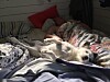 Jack russel terriern Maya var en lovsnjutare av rang och intog med självklarhet en plats i sängen.