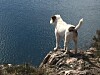 Maya levde ett fantastiskt hundliv med massor av frisk luft, frihet att röra sig och människor som älskade henne – precis som en jack russel, och för den delen alla hundar, vill ha det!
