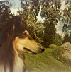 Min barndoms hund, en tricolor-färgad collietik som fick heta Lady.