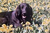 Vår älskade flatcoated retriever Jonna.