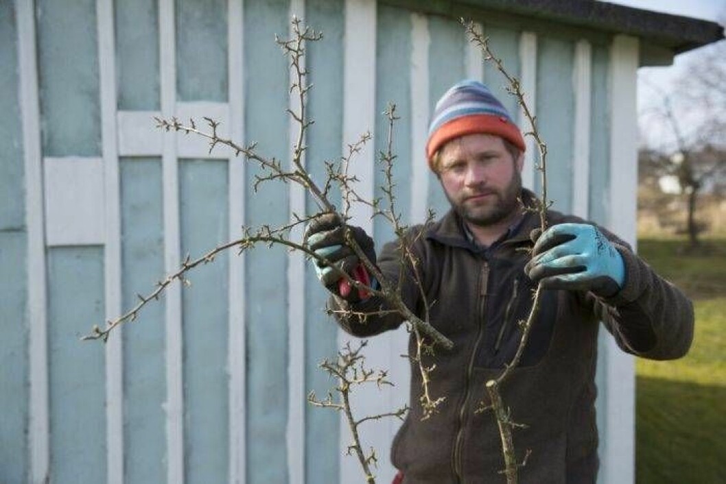 Foto: Anders Kronborg Dubbla toppar. Klipp bort den ena, spara den rakaste toppen.
