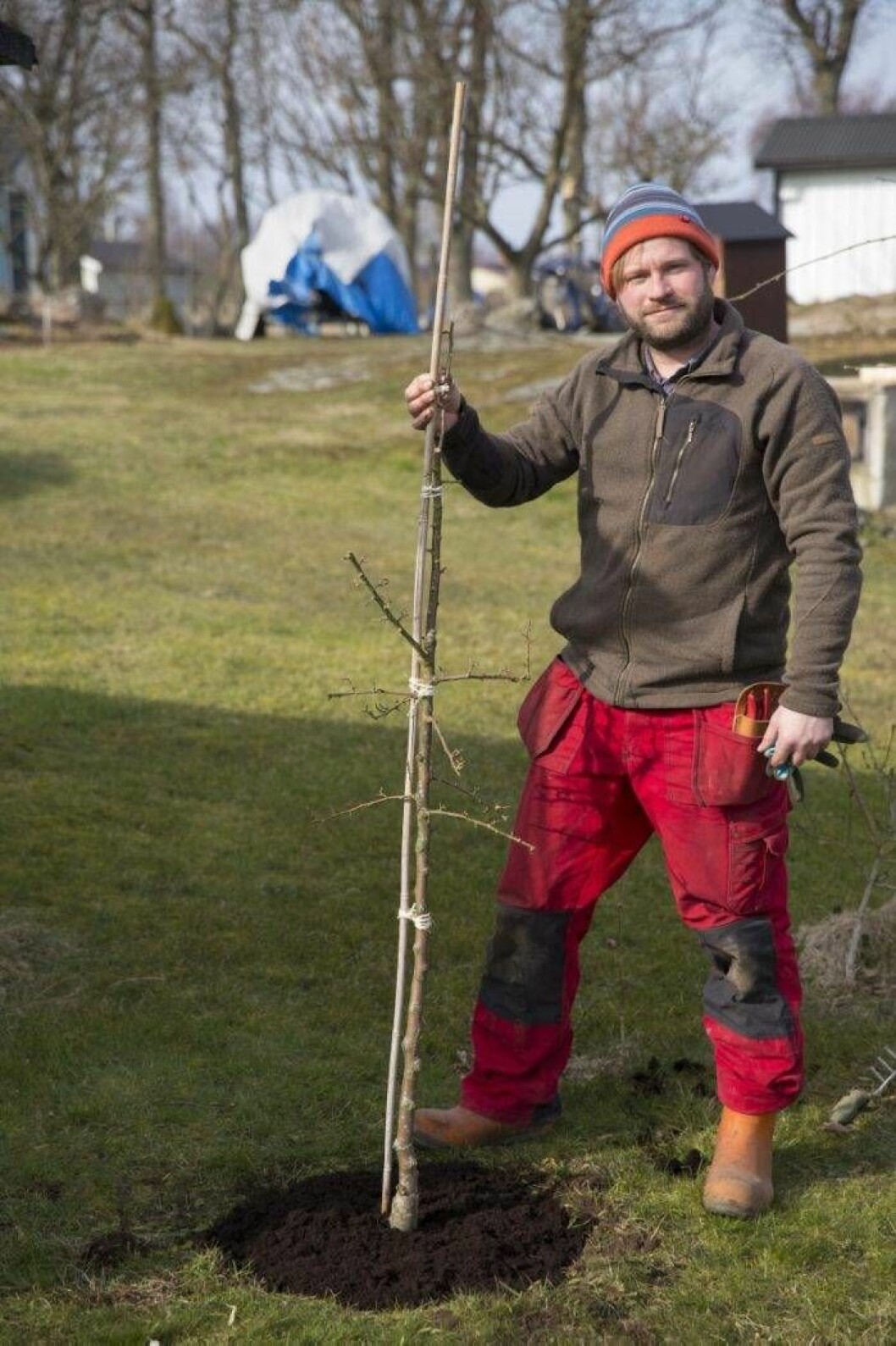  Bind upp toppen så att den växer rakt.