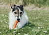 Morot är sött och gott och många hundar, som den här jack russel terriern, uppskattar det lika mycket som ett tuggben.