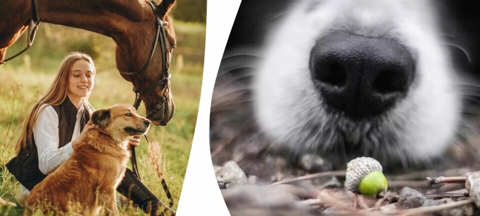Växterna som kan vara direkt skadliga för ditt husdjur – se upp för detta under hundpromenaden