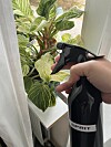 Alkohol är effektivt mot flera skadeinsekter.