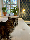 En katt på en säng