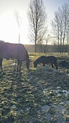 Rebecca byggde en hage till Linnea och hämtade en liten ponnykompis som kunde gå ihop med henne.