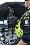 Fanny har sniffat upp narkotika för motsvarande 200 mijoner kronor.