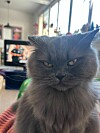Jonnas katt Sasha är adopterad från Stockholms katthem.