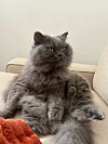 Jonnas katt Sasha älskar att mysa inomhus.