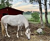 Harpa är Lusitano, en portugisisk ras. Hon äter mycket hö!