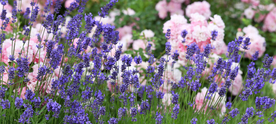 Lavendelguide: Så lyckas du med lavendel
