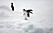 Pingviner vilse ute i snön