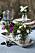 En samling minibuketter pryder festbordet. Azalea i olika nyanser tillsammans med små kvistar vintergrönt.