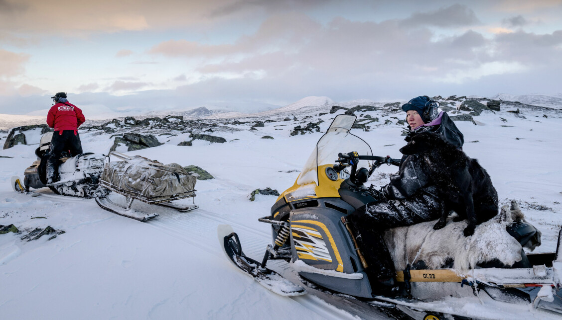 Ända sedan Sanna Vannar, 23, var barn visste hon att hon skulle bli renskötare, som sina föräldrar.
Hennes far, Per-Anders Vannar, är med denna samlingssväng. Foto: Carl-Johan Utsi Ända sedan Sanna Vannar, 23, var barn visste hon att hon skulle bli renskötare, som sina föräldrar.
Hennes far, Per-Anders Vannar, är med denna samlingssväng. Foto: Carl-Johan Utsi