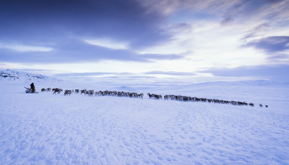 Den stora renhjorden, med cirka 4000 djur, är äntligen samlad.
Renhjordarna vandrar över stora områden varje år. Foto: Carl-Johan Utsi Den stora renhjorden, med cirka 4000 djur, är äntligen samlad.
Renhjordarna vandrar över stora områden varje år. Foto: Carl-Johan Utsi
